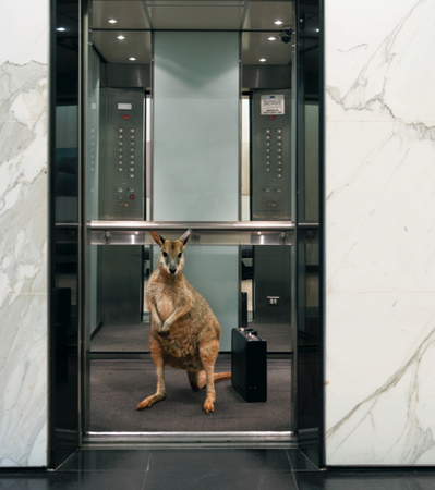 Sydney Wildlife World, M&C Saatchi, Adrian Cook Photography : Production & Location : Fiona Watson Production